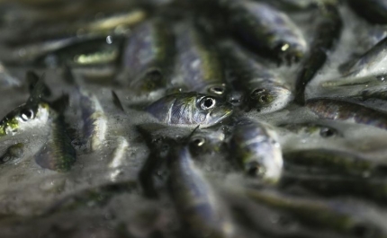 Projeto que avalia stock da sardinha vai ser prolongado após atrasos devido à covid-19