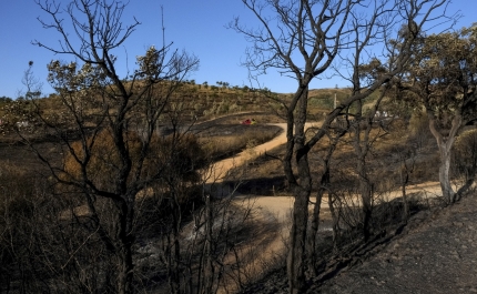 Incêndios: Proteção Civil alerta para «cocktail meteorológico» de risco