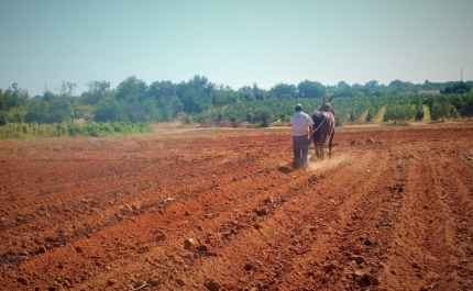“A persistência da agricultura tradicional e as novas práticas agrícolas”