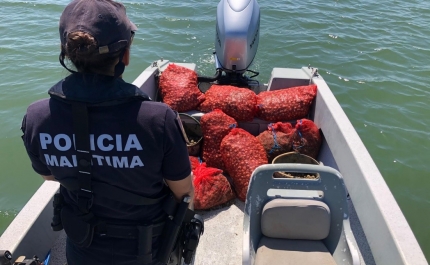 Polícia Marítima de Faro apreende cerca de meia tonelada de berbigão na Ria Formosa