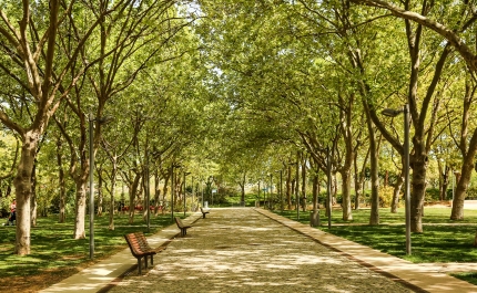 Trees in Cities Challenge | LOULÉ ADERE A REDE EUROPEIA PARA FOMENTAR PLANTAÇÃO EM MEIO URBANO