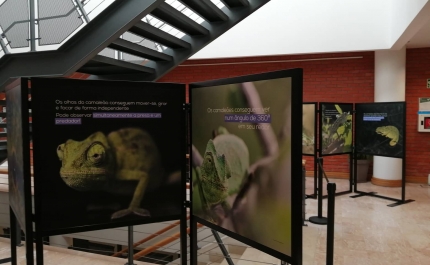 Loulé dá a «Conhecer o Camaleão» em exposição itinerante