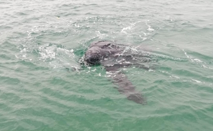 Centros de reabilitação de animais marinhos receberam mais de 40 tartarugas marinhas desde 2020