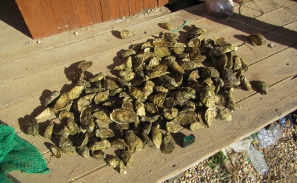 TAVIRA: Detido por furto de ostras de viveiros 