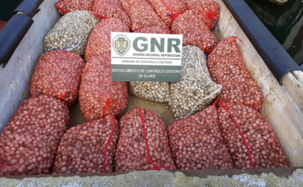 GNR apreende 1.400 quilos de berbigão na Ria Formosa no valor de 4.200 euros