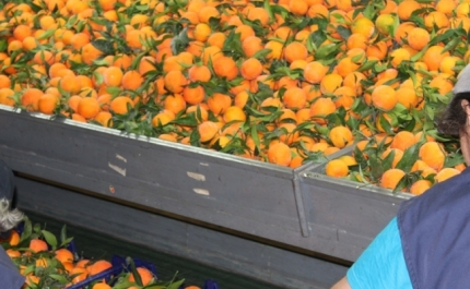 Laranja do Algarve pode estar ameaçada a curto prazo
