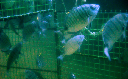 Movimento independente adverte que Áreas de Produção Aquícola no Algarve ameaçam pescadores