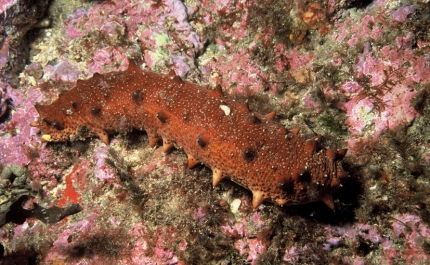 Pepinos do mar já podem ser produzidos em aquacultura