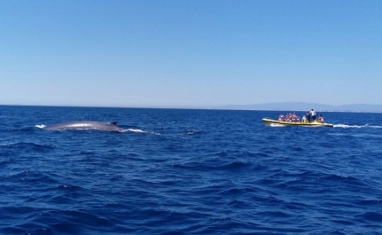 Avistamento de Baleias no Algarve (C/VIDEO)