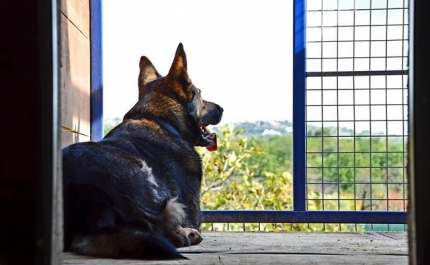 Em 2018, os serviços mais procurados pelos Portugueses em Faro foram «Hotel para animais» e «Aulas de Dança»