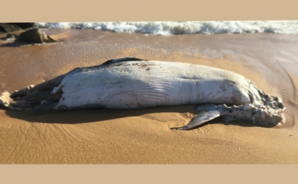 Baleia dá à costa na praia de Vilamoura