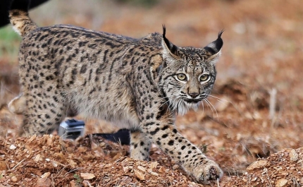Silves já viu nascer 136 linces Ibéricos e 86 já se encontram em liberdade