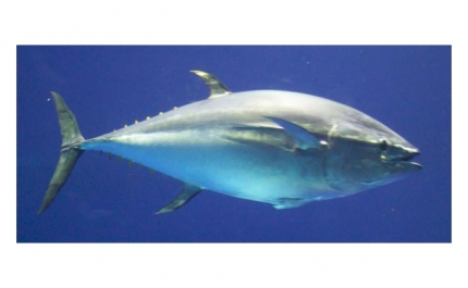 Um atum rabilho com quase de 3 metros detetado pela primeira vez em Sesimbra