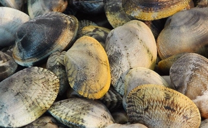 Secretaria de Estado das Pescas promoveu ação de valorização da amêijoa da Ria Formosa