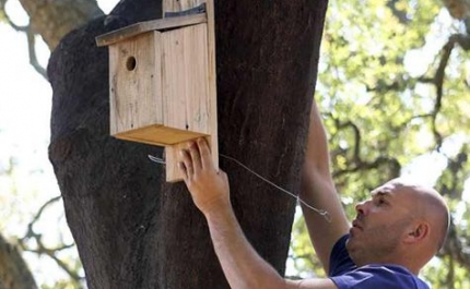 Albufeira tenta controlar lagarta do pinheiro com ninhos para atrair chapins 