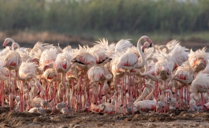 Nasceram 550 flamingos de 800 ninhos pela primeira vez no Algarve 