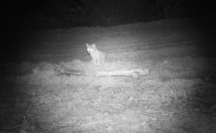 Nasceu primeira ninhada de Linces Ibéricos em ambiente natural 