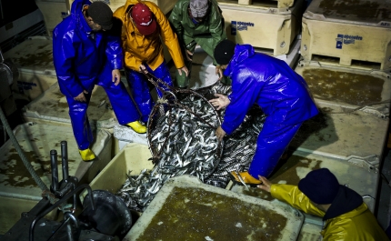 Pesca da sardinha reabriu ontem e Portugal com um limite de 34.406 toneladas