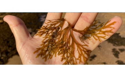 Plataforma Digital «Algas na Praia» apresenta dados obtidos com a colaboração dos cidadãos