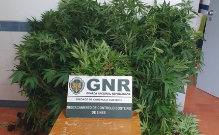 Detido por cultivo de 179 plantas de canábis em Aljezur
