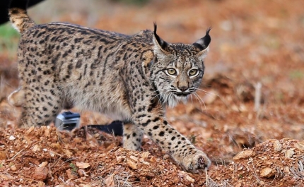 Cerca de 200 linces vivem no Vale do Guadiana após 70 nascimentos em 2021