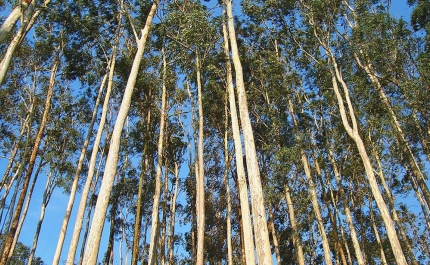 Florestas: Ambientalistas pedem gestão do eucalipto para ordenar floresta