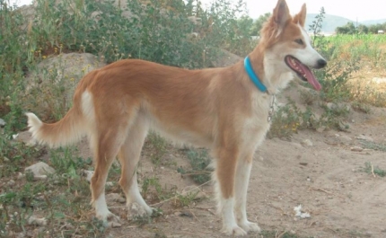 Cão do Barrocal Algarvio reconhecido como Raça Autóctone Portuguesa