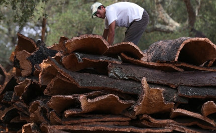 Exportações de cortiça batem  recorde e atingem 1.232 ME em 2023