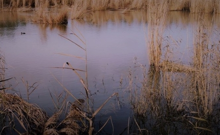 Aprovada criação de Reserva Natural Local entre Quarteira e Vale do Lobo