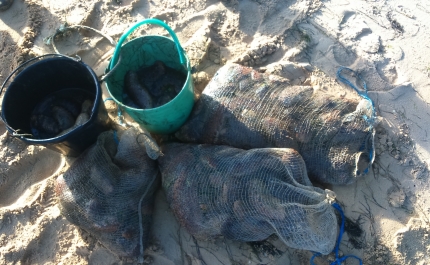 35 Kg de Pepinos do Mar apreendidos na Ria Formosa
