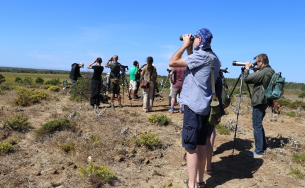 O maior evento nacional dedicado às aves e Natureza arranca amanhã em Sagres