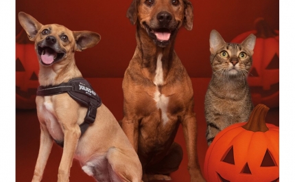 Assustador é o abandono animal: AlgarveShopping celebra o Halloween com campanha de adoção especial 