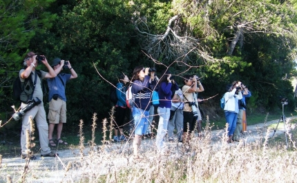 Algarve aposta na observação de aves