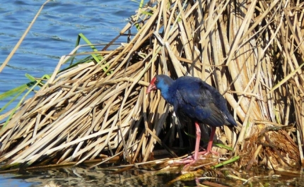 QUINZENA DO AMBIENTE E OCEANOS ASSINALADA NO CONCELHO DE LOULÉ