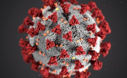 Estudo conclui que variantes do SARS-CoV-2 afetam outros órgãos do sistema imunitário
