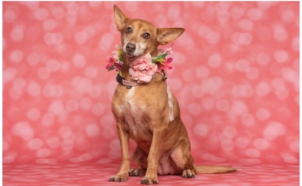 Este domingo, há cães cheios de estilo para adoção no AlgarveShopping