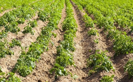 Dirigentes Associativos do Baixo Alentejo e Algarve preocupados com o futuro da Agricultura portuguesa