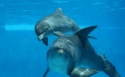 Zoomarine apresenta Golfinho bebé