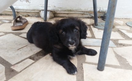 Governo lança o maior investimento de sempre no bem estar animal: 14,5 milhões de euros em 2025