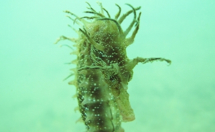 Cientistas alertam para a vulnerabilidade de cavalos marinhos  da Ria Formosa