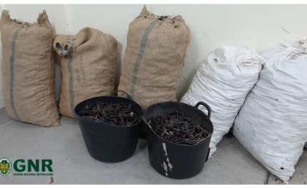 Loulé – Apreensão de 120 quilos de alfarroba