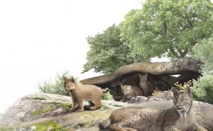 EXPOSIÇÃO «O LINCE NA PENÍNSULA – CONECTAR TERRITÓRIOS E CONSOLIDAR POPULAÇÕES» É INAUGURADA EM ALCOUTIM