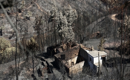 Trinta mil toneladas de madeira queimada em Monchique aguardam retirada do terreno 