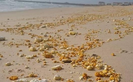 Mancha de espuma que atingiu Ria Formosa composta por óleo de palma