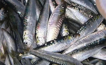 Pesca da sardinha reabre hoje após quase sete meses