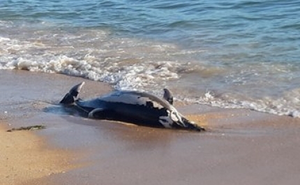Golfinho encontrado morto na Praia de Faro