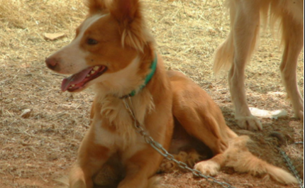 Exposição | Cão do Barrocal Algarvio 