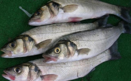 Equipa do Centro de Ciência do Mar do Algarve sequencia genoma do robalo