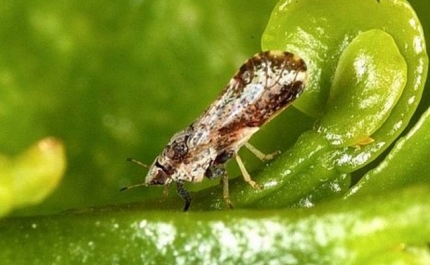 DGAV alerta para perigo de plantas ornamentais hospedeiras de doenças dos citrinos