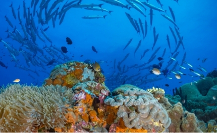 Side event «Meet the Ocean Now» da UNOVA em parceria com a UAlg